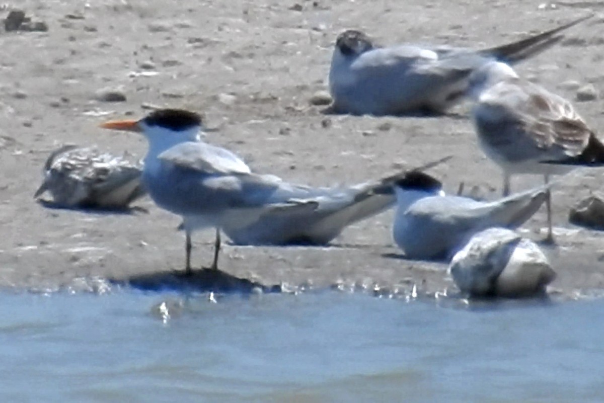Lesser Crested Tern - ML645317624