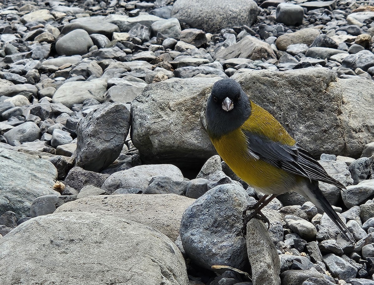 Gray-hooded Sierra Finch - ML645317628