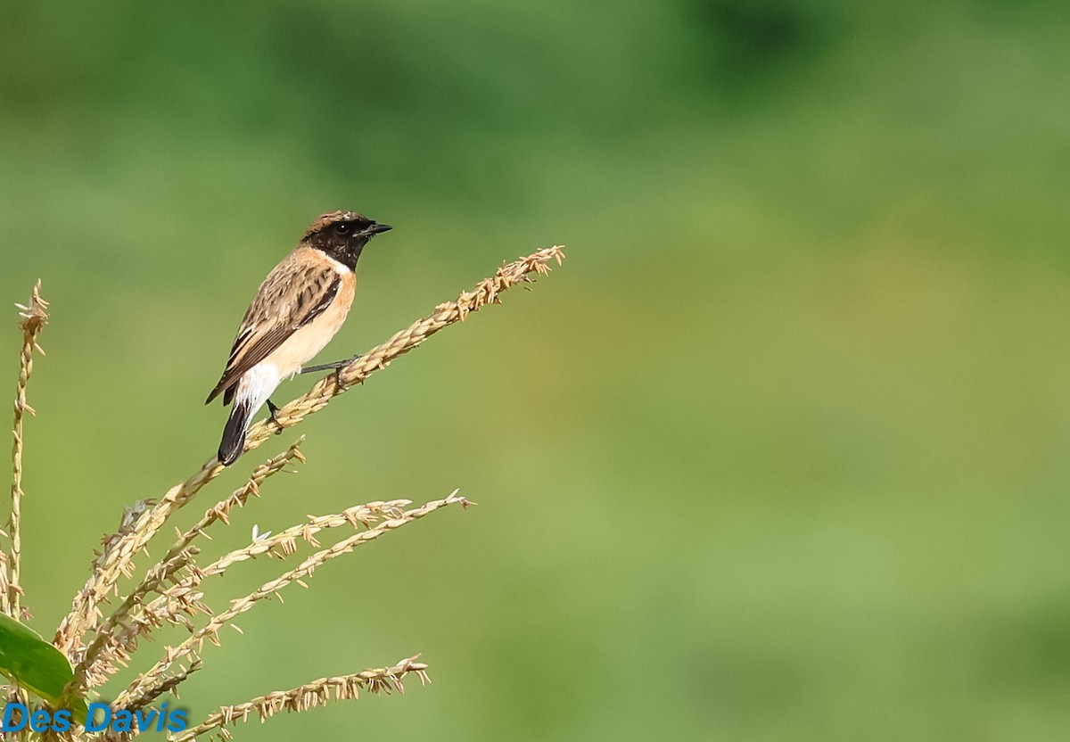 bramborníček sibiřský - ML645317629