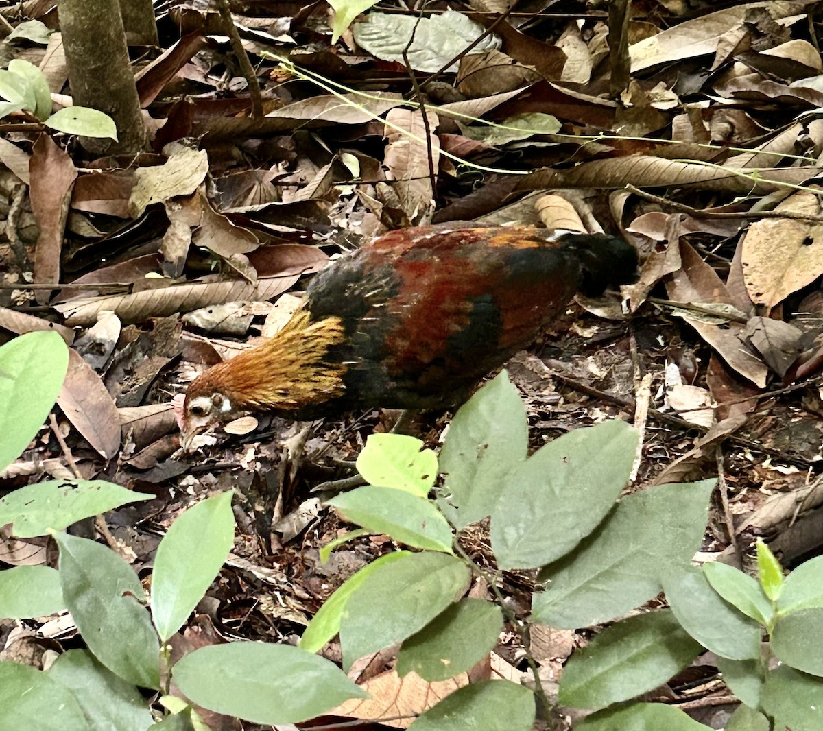 תרנגול בר - ML645317631