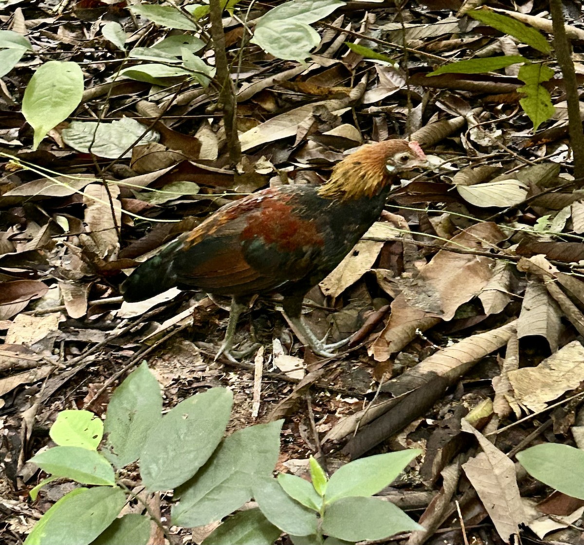 תרנגול בר - ML645317632