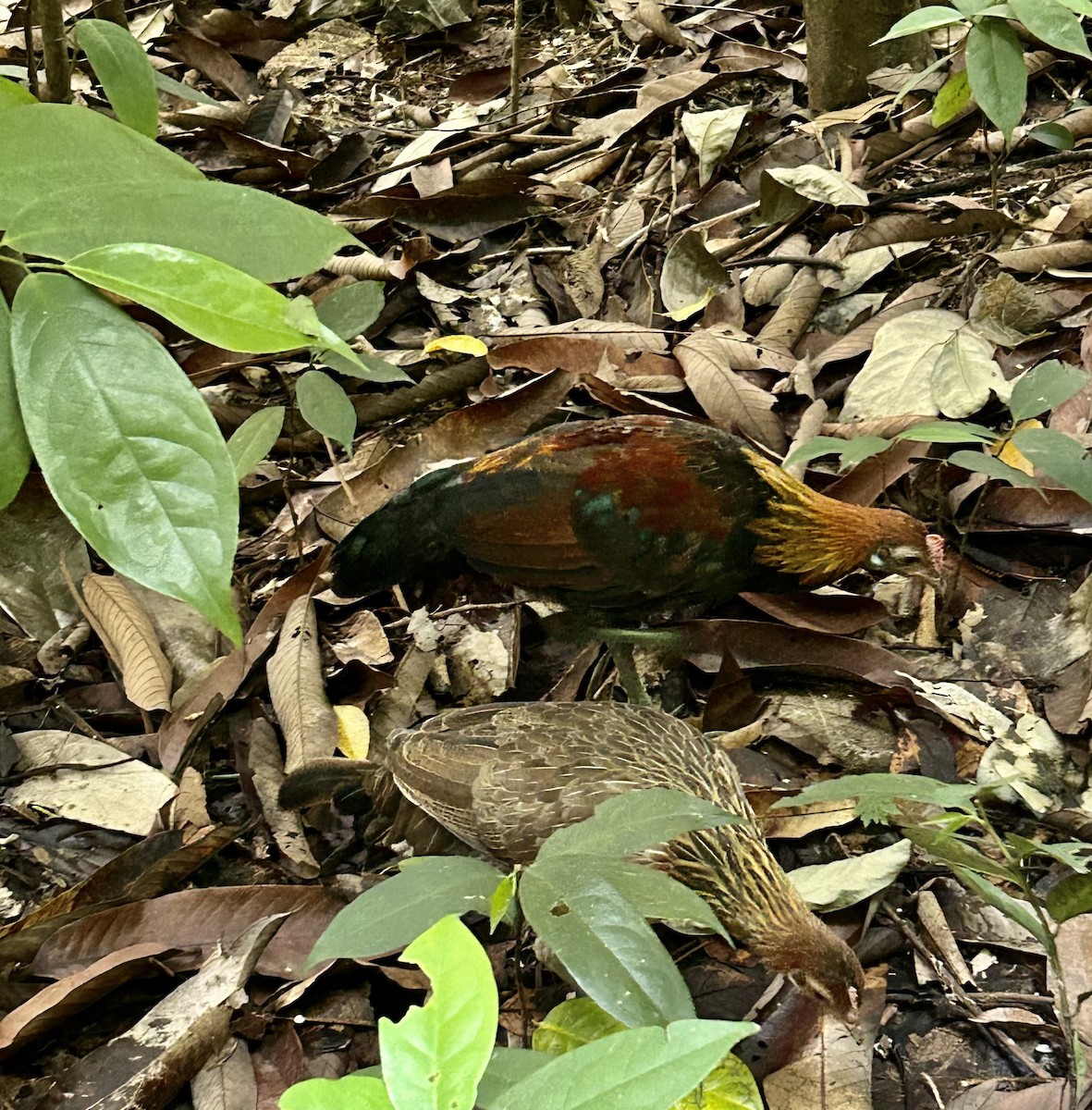 תרנגול בר - ML645317633