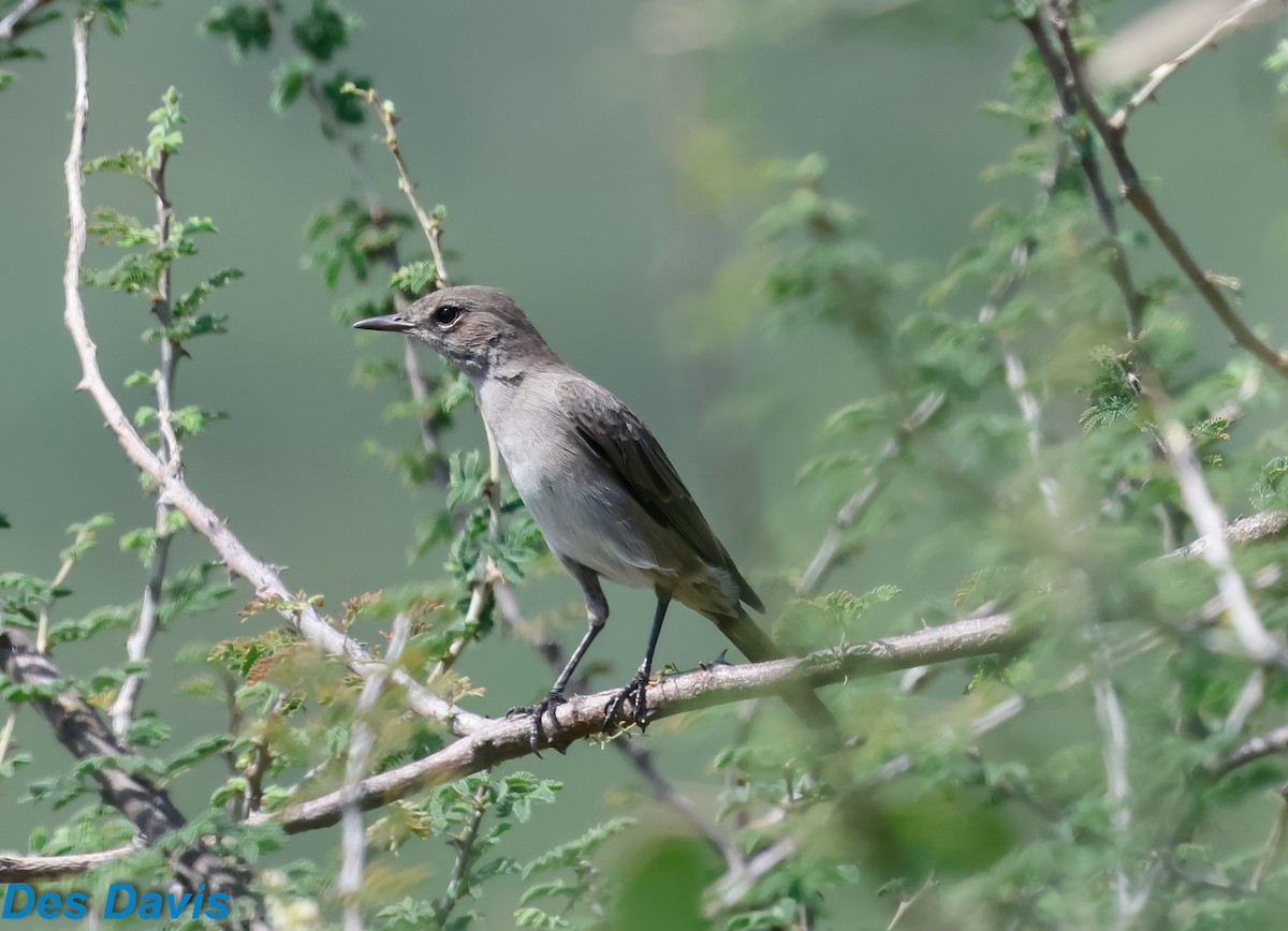 Sombre Rock Chat - ML645317637
