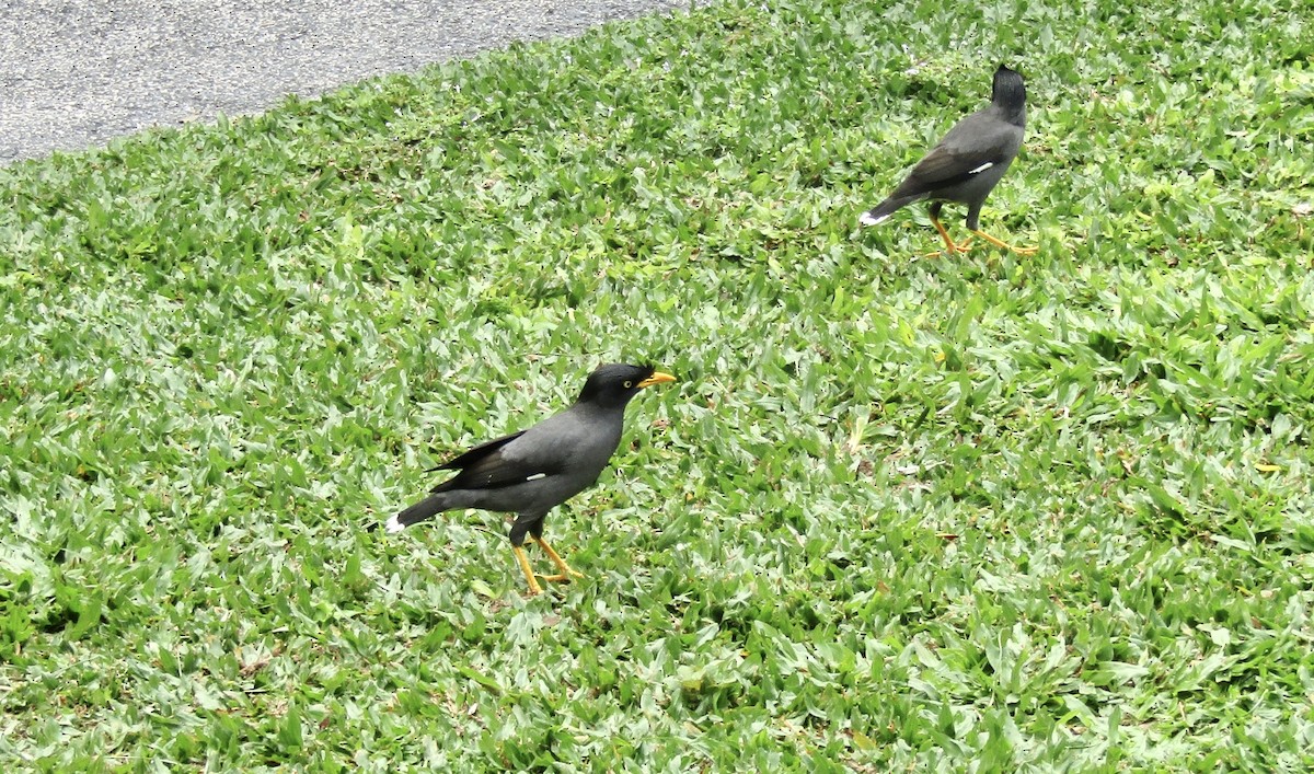 Javan Myna - ML645317660