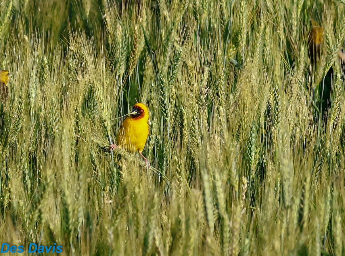 Ткачик рудощокий - ML645317662