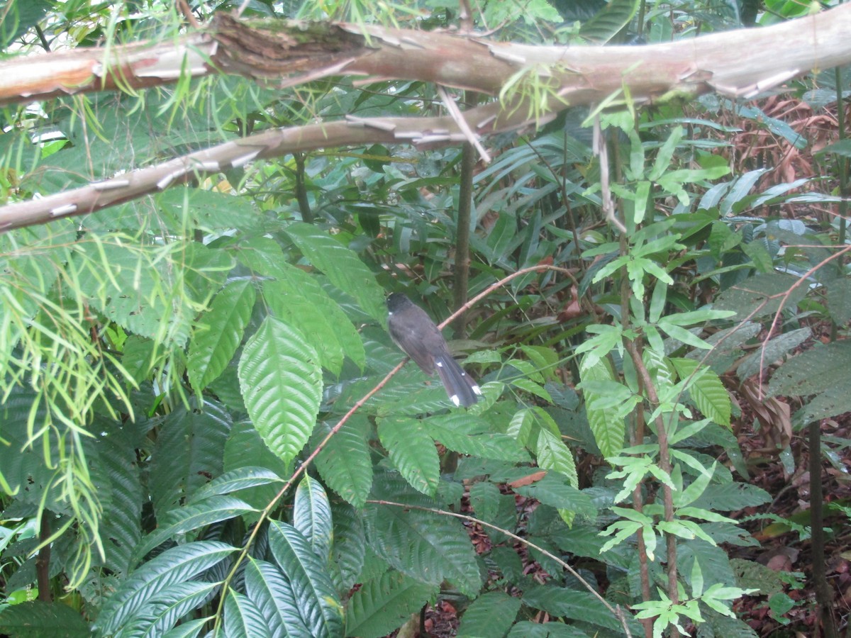 Malaysian Pied-Fantail - ML645317663