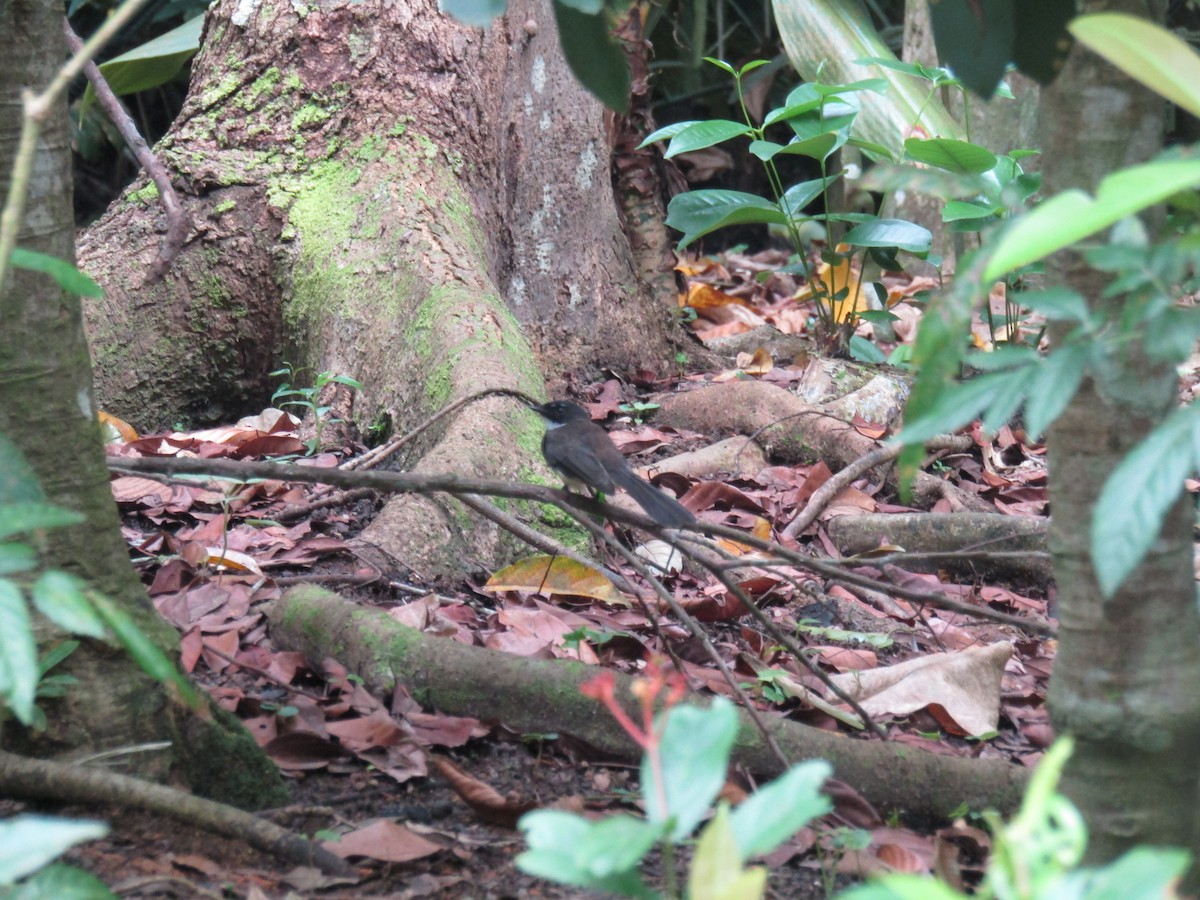 Malaysian Pied-Fantail - ML645317664