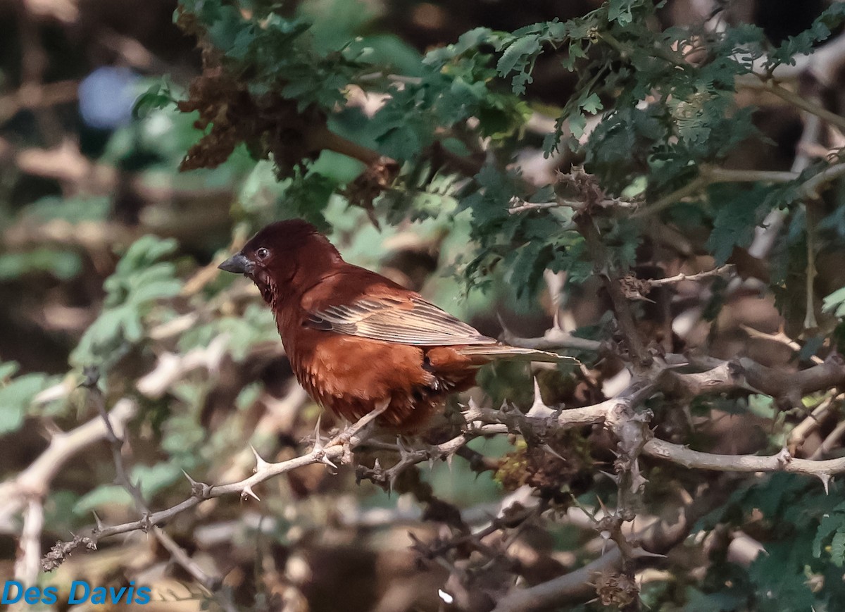 Chestnut Sparrow - ML645317684