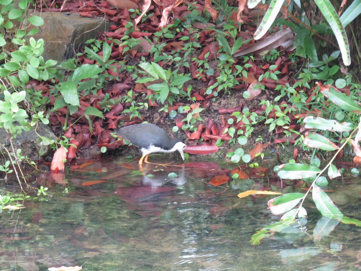 סופית לבנת-חזה - ML645317685