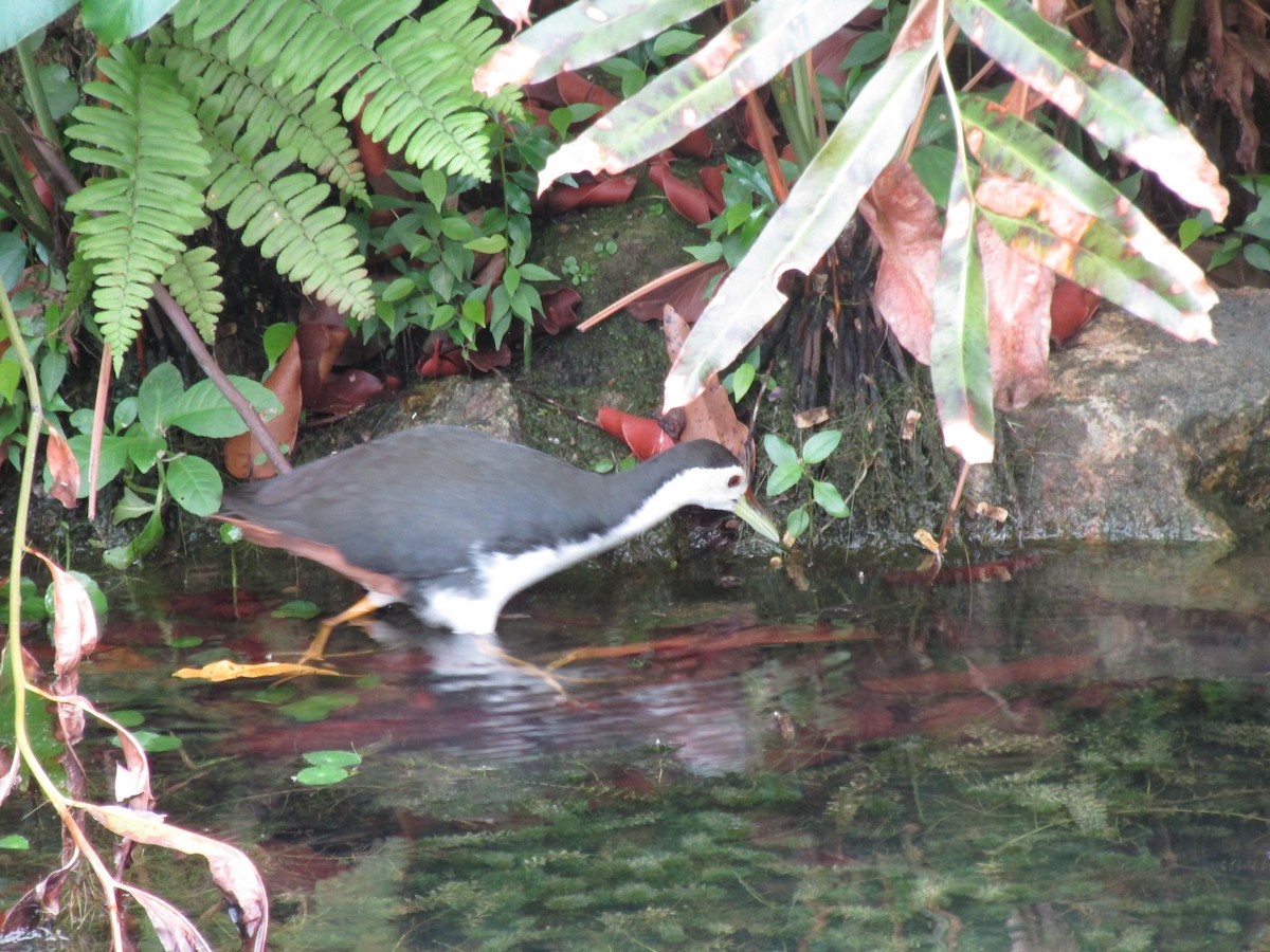 סופית לבנת-חזה - ML645317686
