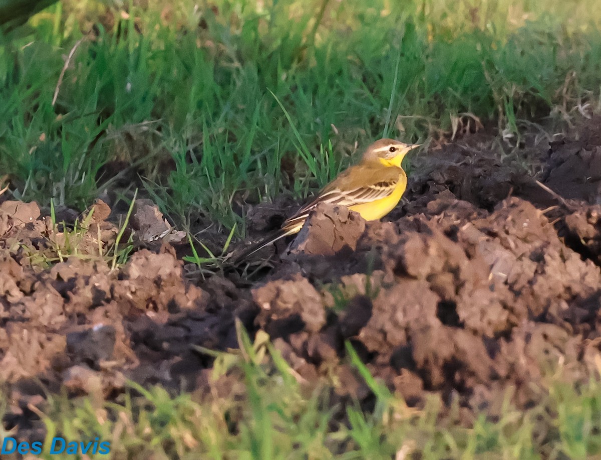 Western Yellow Wagtail - ML645317693