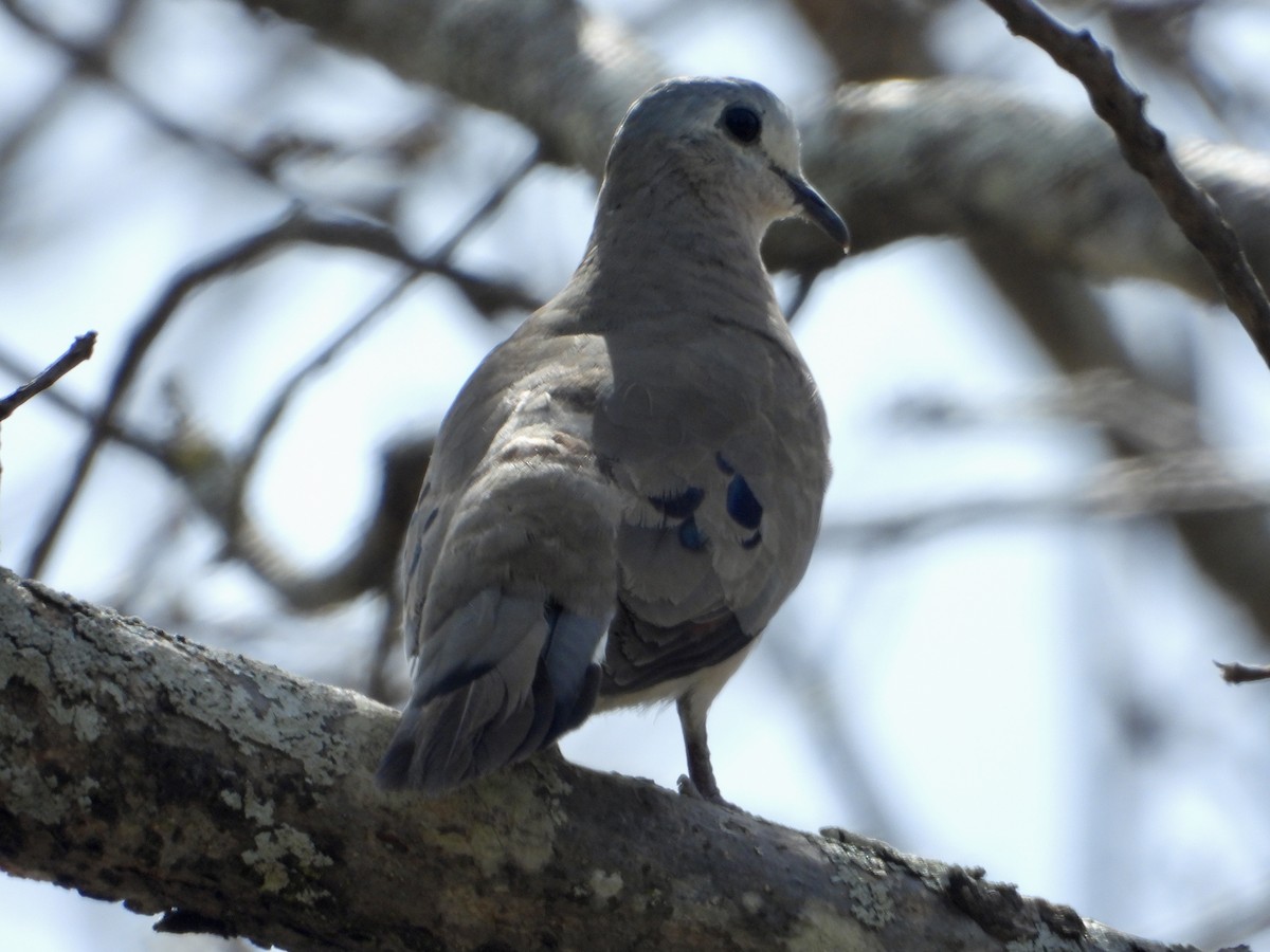 Emerald-spotted Wood-Dove - ML645317694