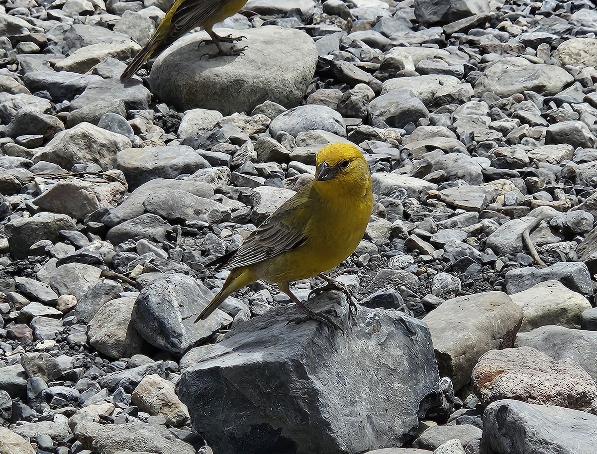 Greater Yellow-Finch - ML645317695