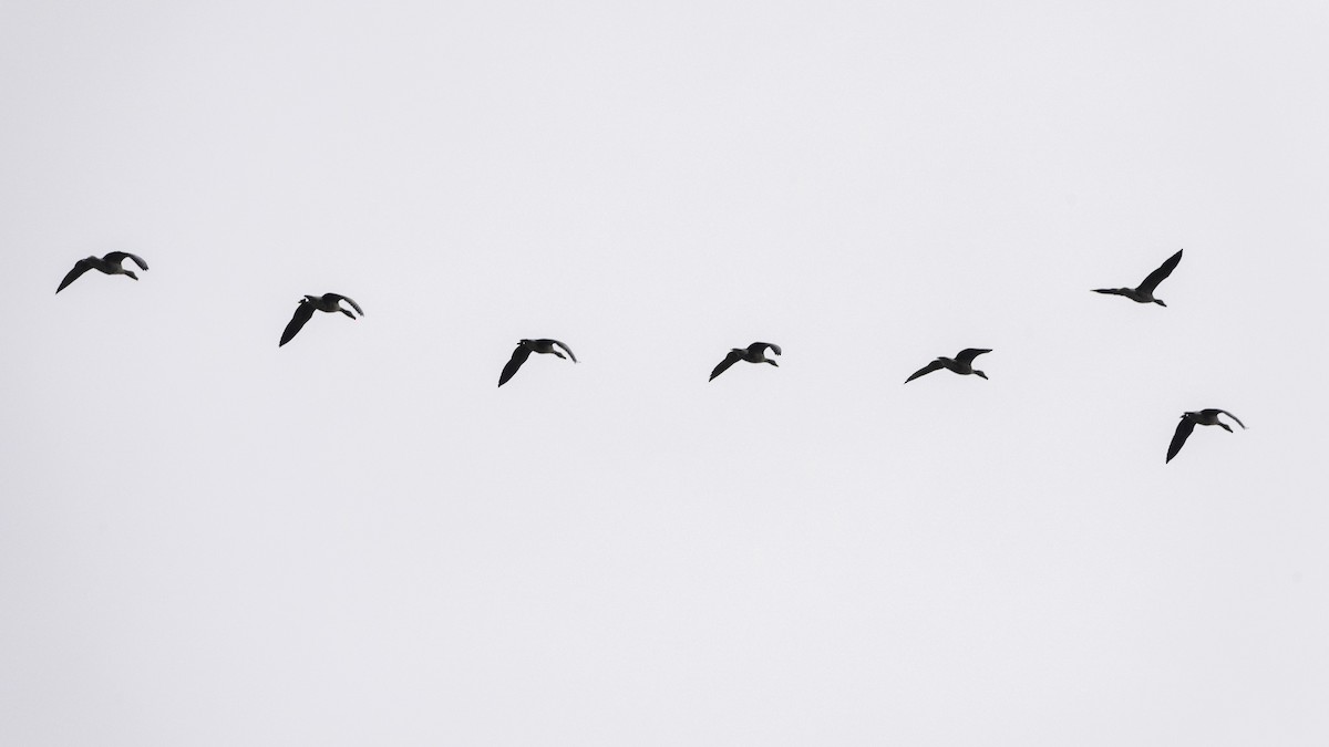 Graylag Goose - ML645317698