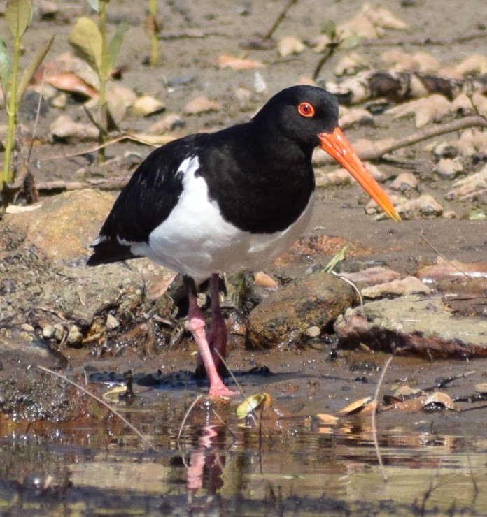 Pied Oystercatcher - ML645317705