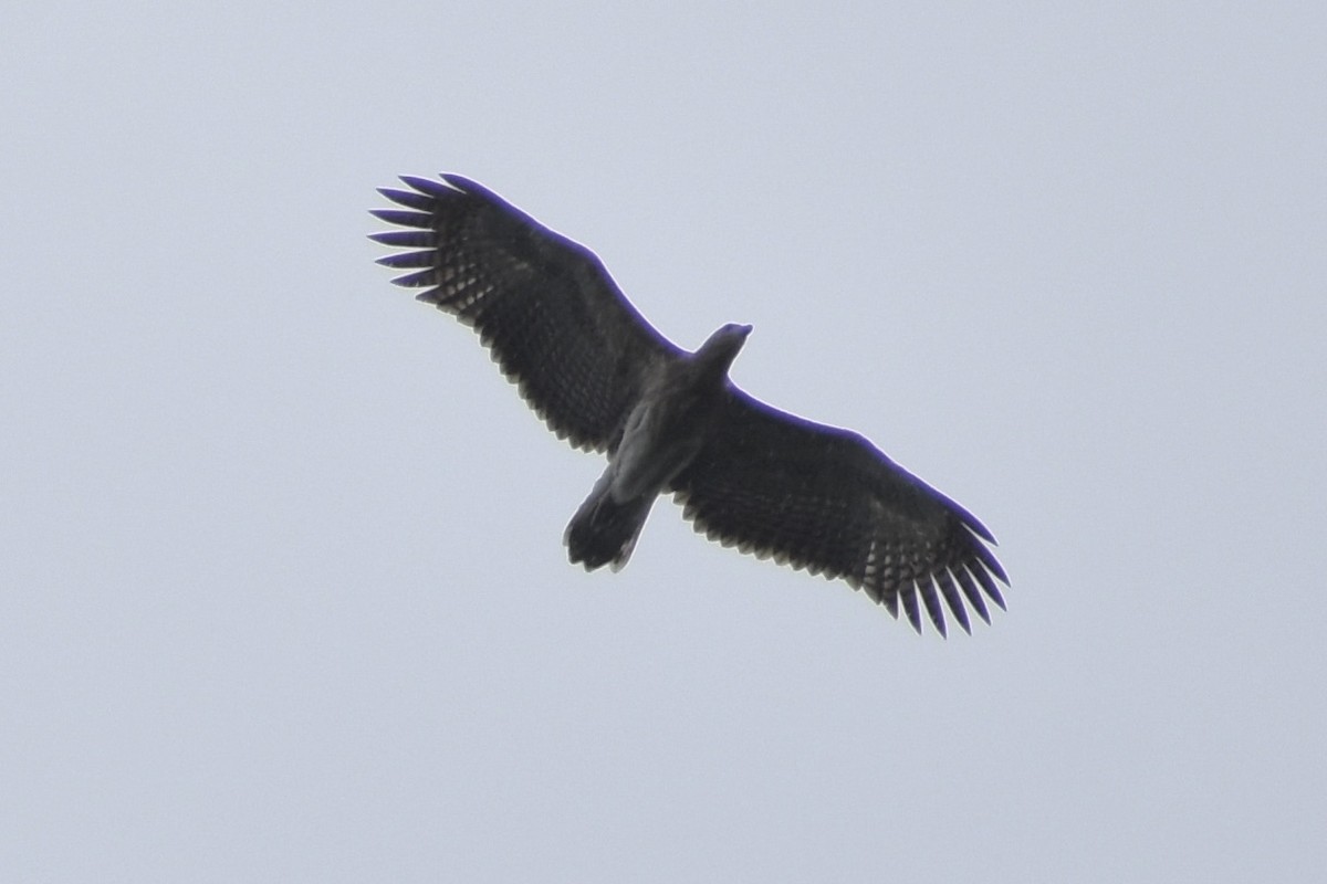 Gray-headed Fish-Eagle - ML645317709