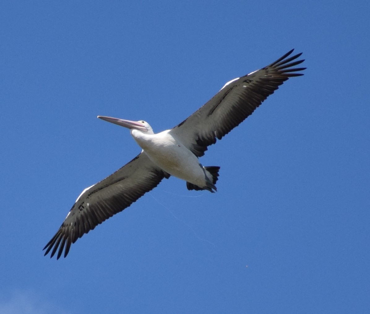 Australian Pelican - ML645317711