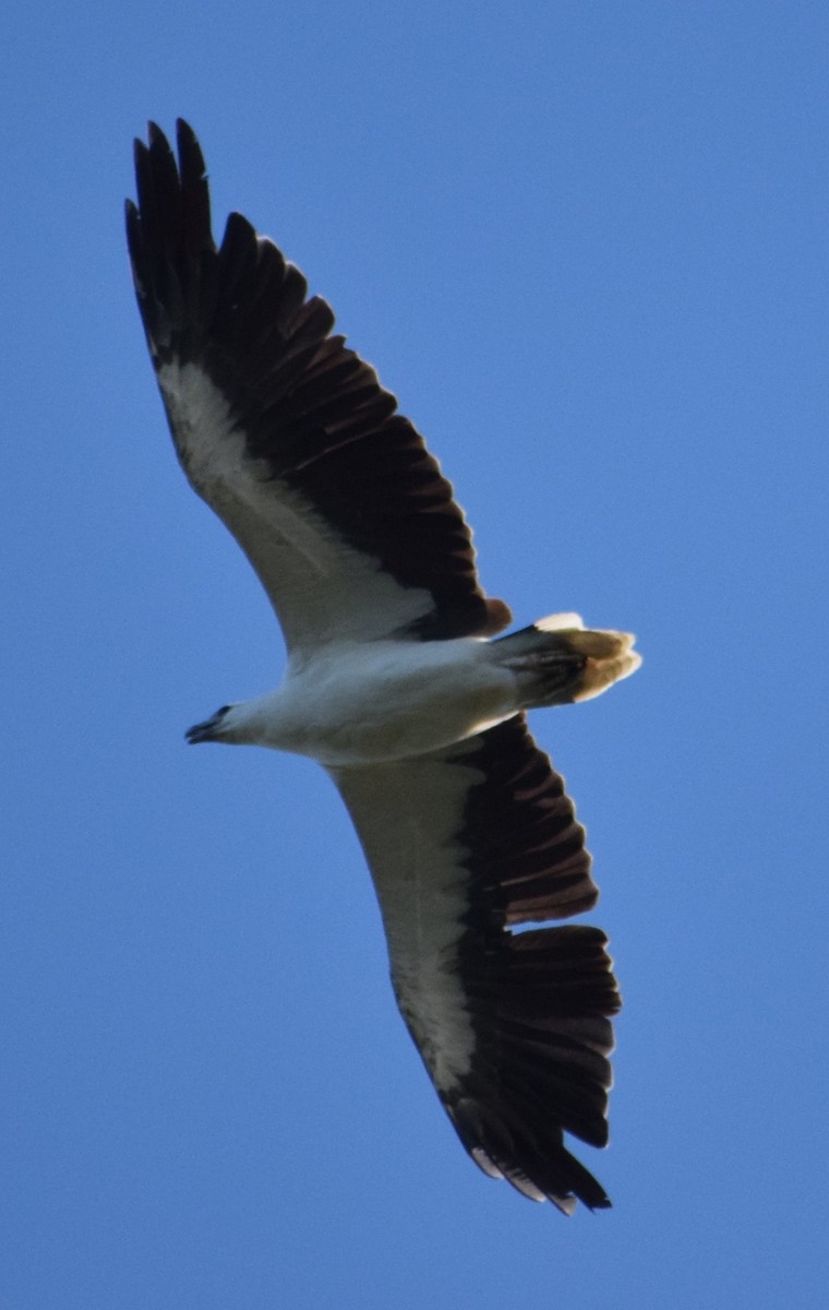 White-bellied Sea-Eagle - ML645317713