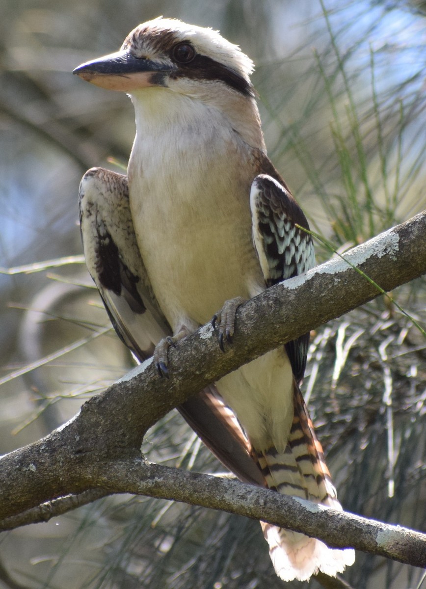 Laughing Kookaburra - ML645317719