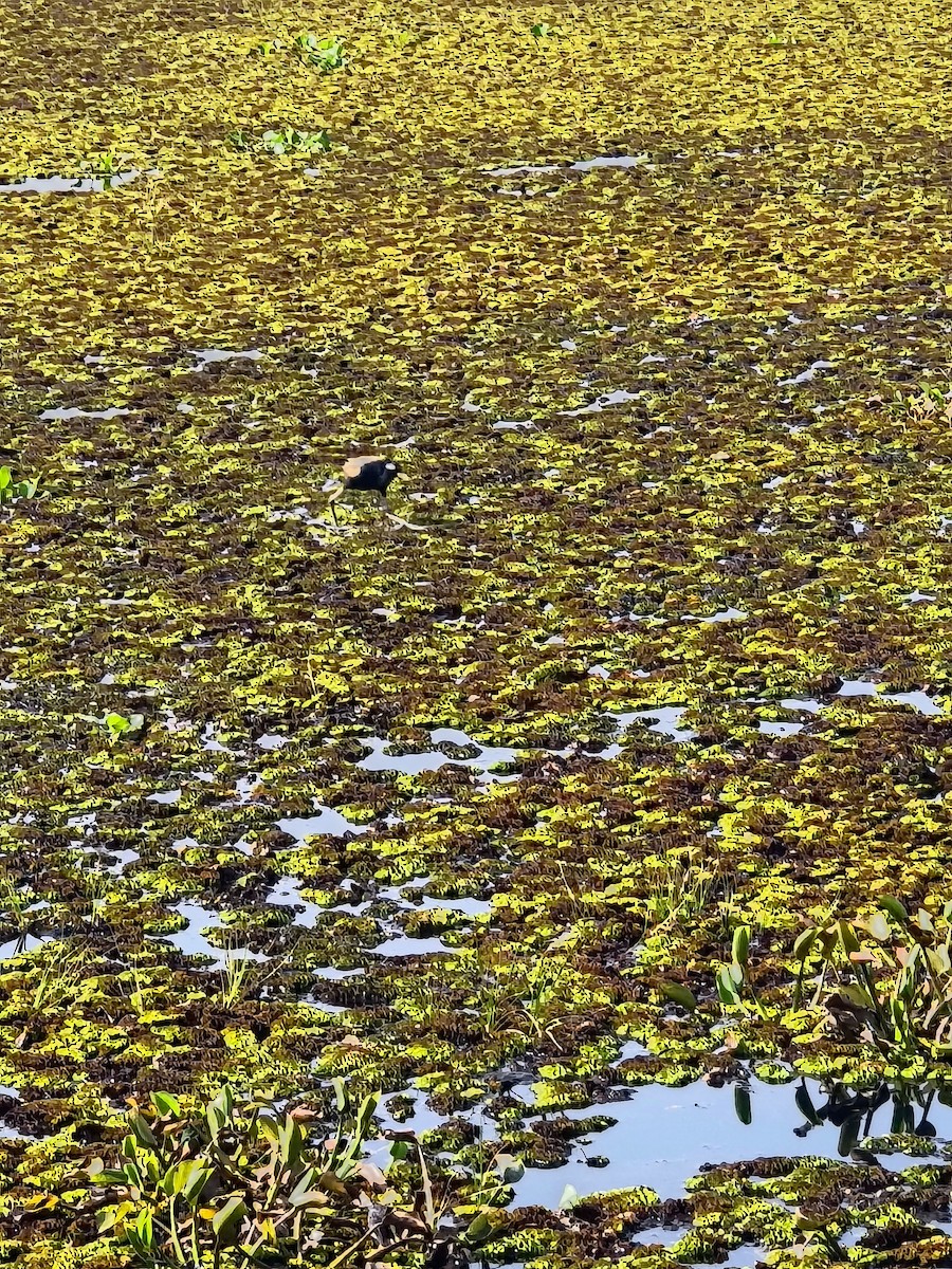 Бронзовокрылая якана - ML645317720