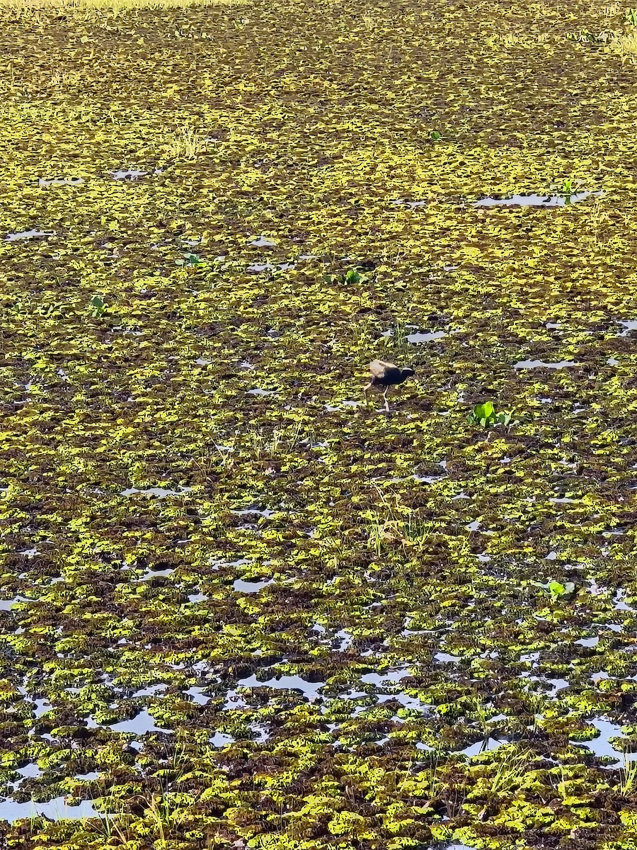 Бронзовокрылая якана - ML645317721