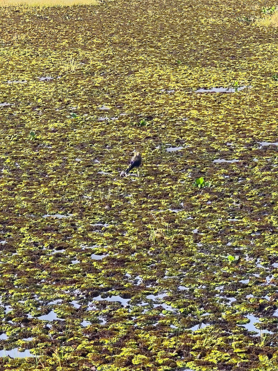 Бронзовокрылая якана - ML645317722