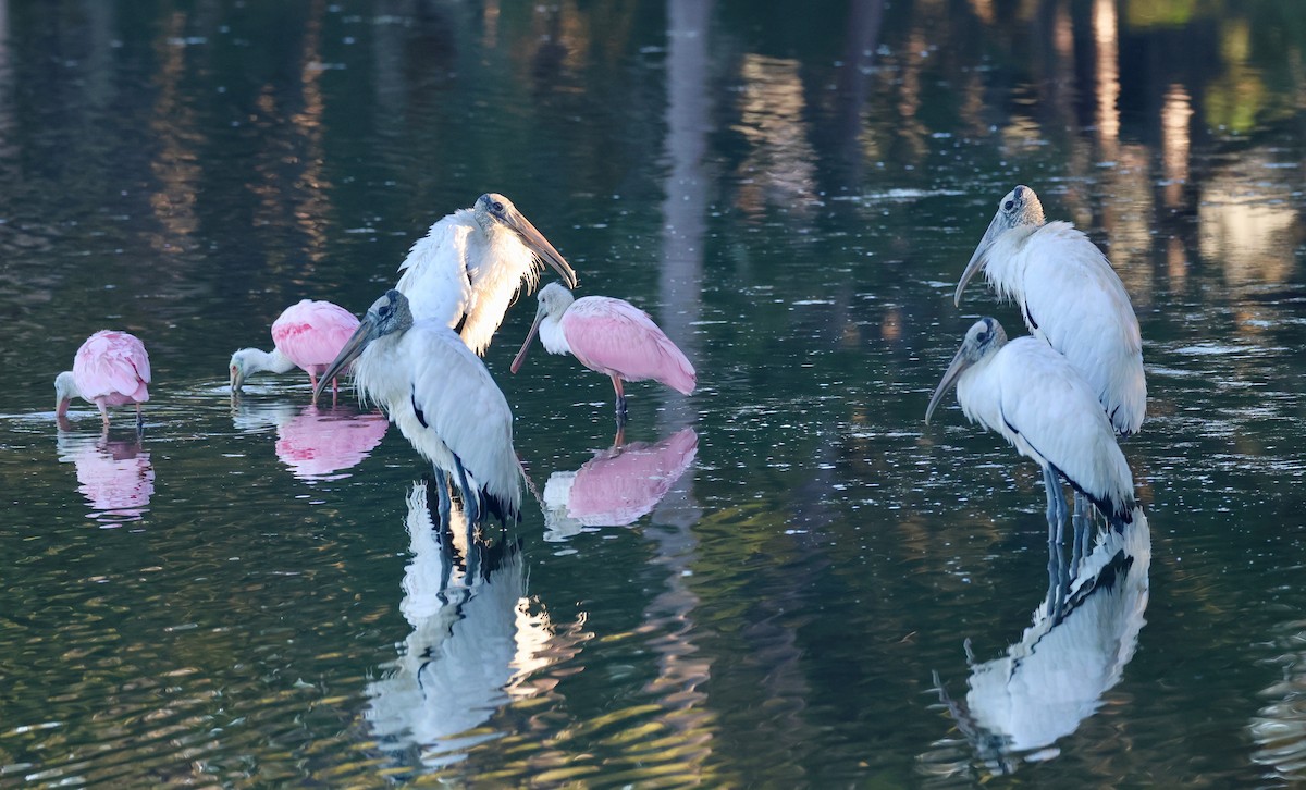 Wood Stork - ML645317728