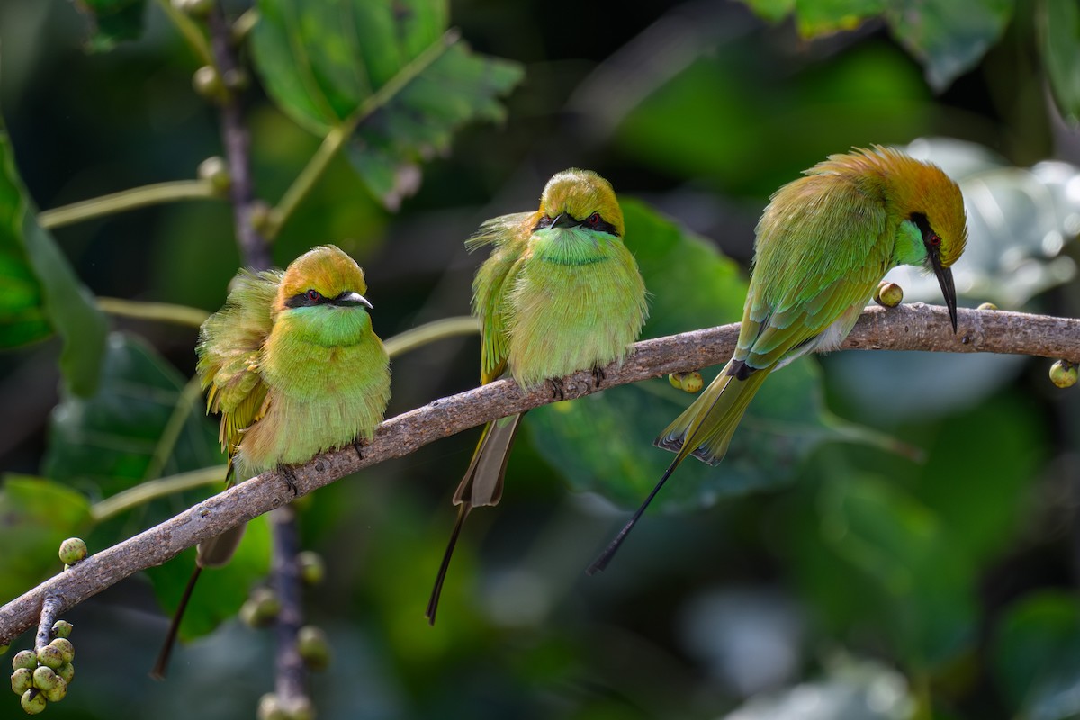Asian Green Bee-eater - ML645317770
