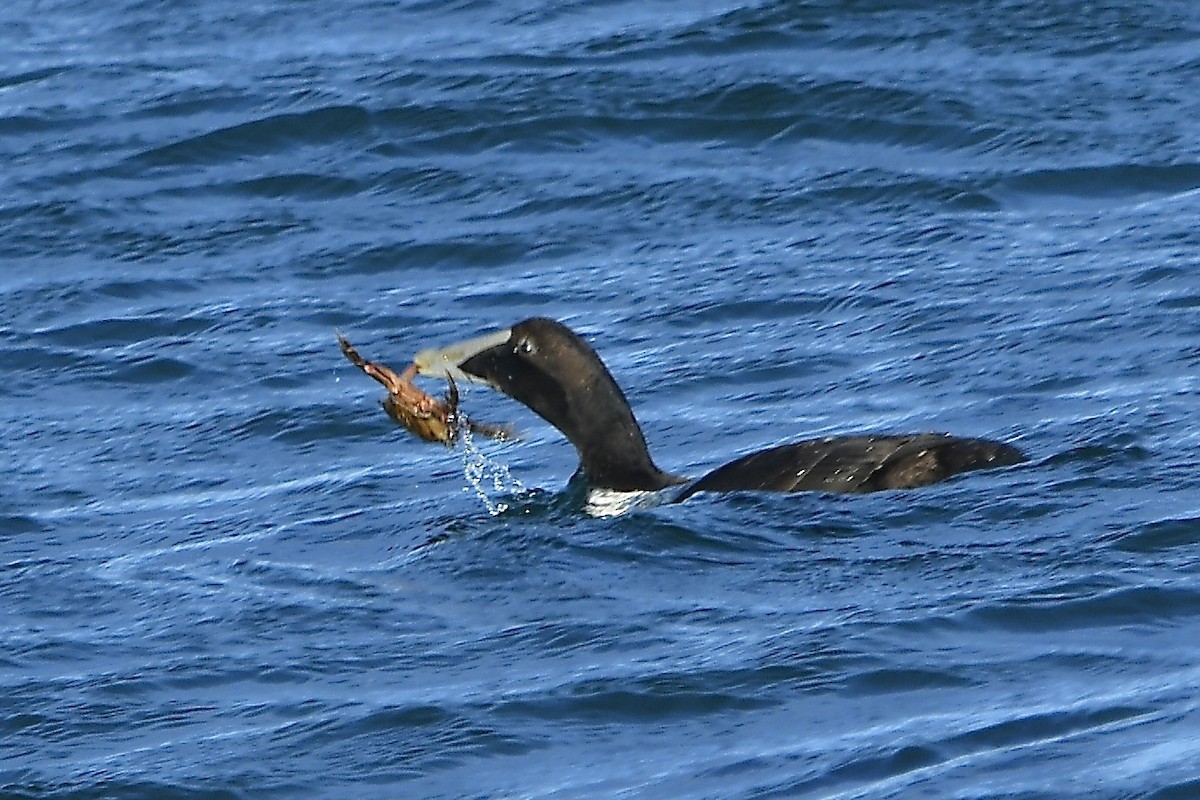 Common Eider - ML645317772