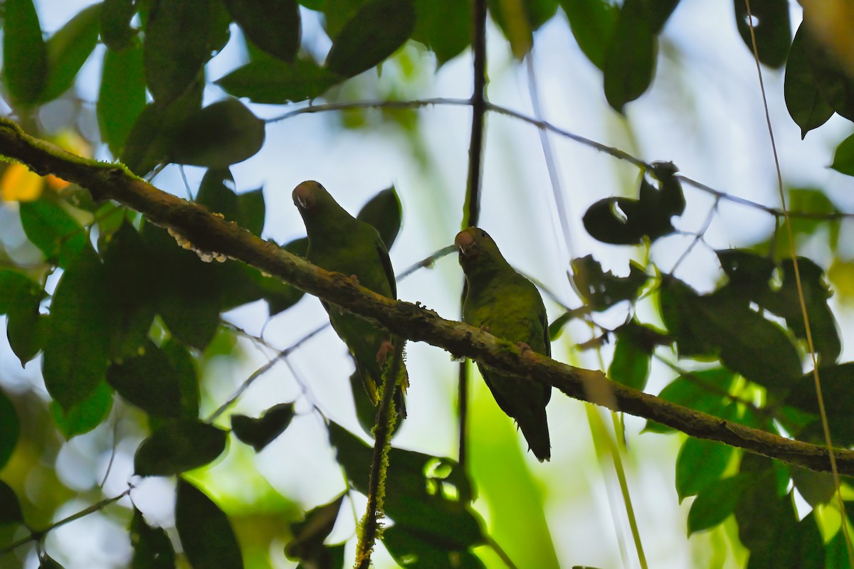 Cobalt-winged Parakeet - ML645317773