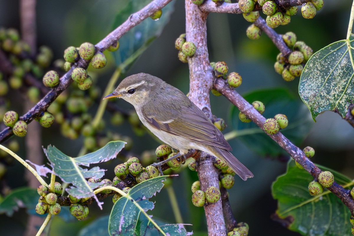 Greenish Warbler - ML645317774