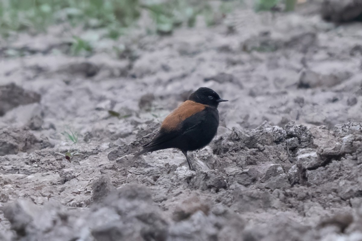 Austral Negrito - ML645317775