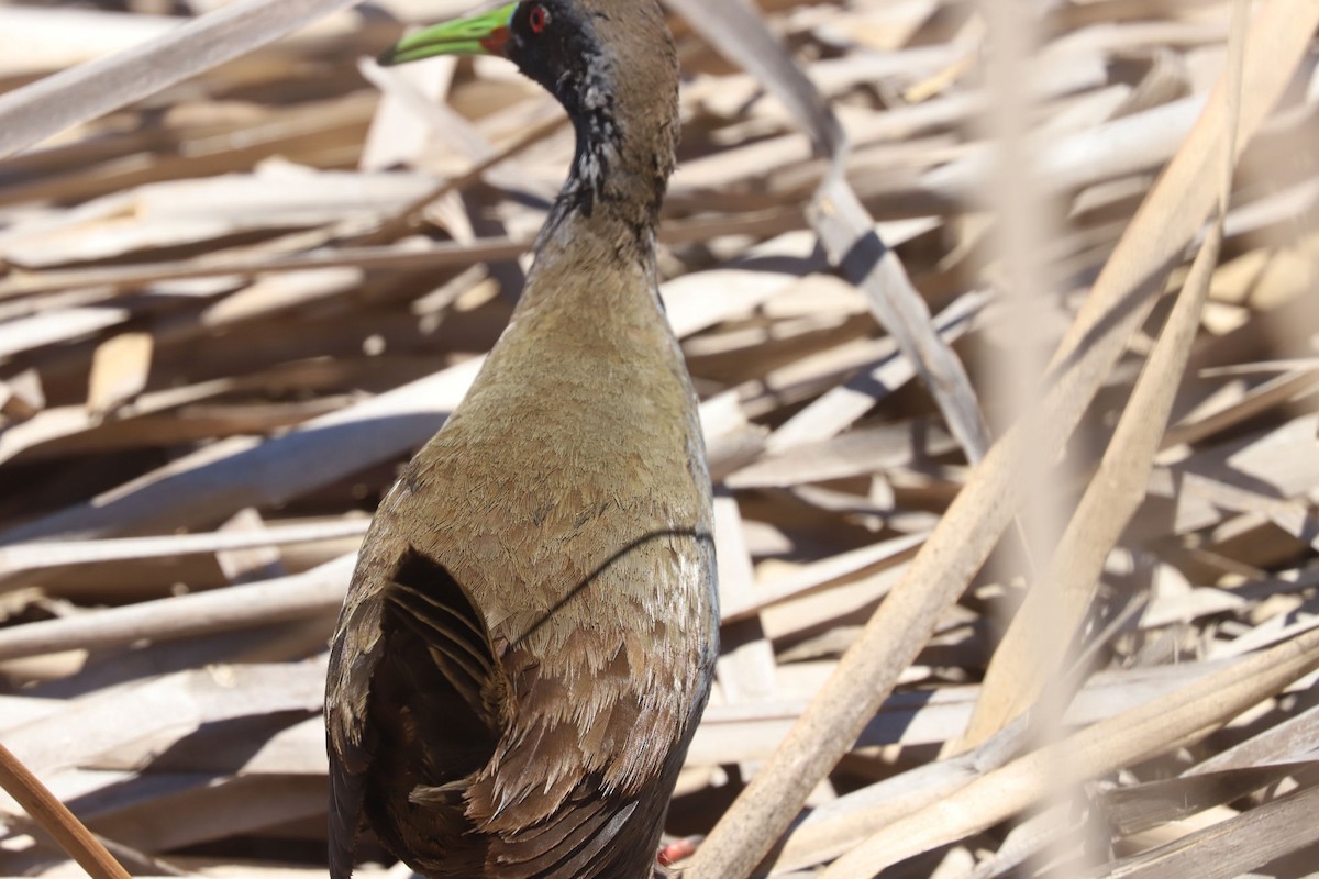Plumbeous Rail - ML645317777