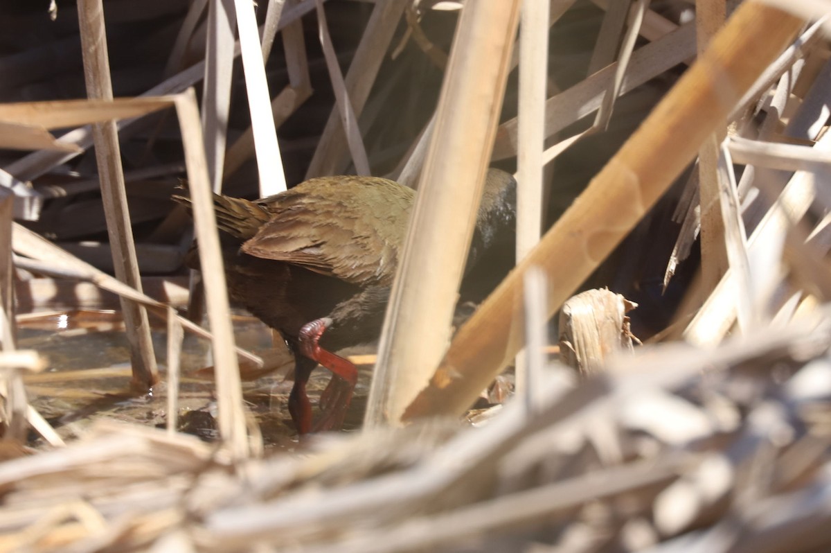 Plumbeous Rail - ML645317778