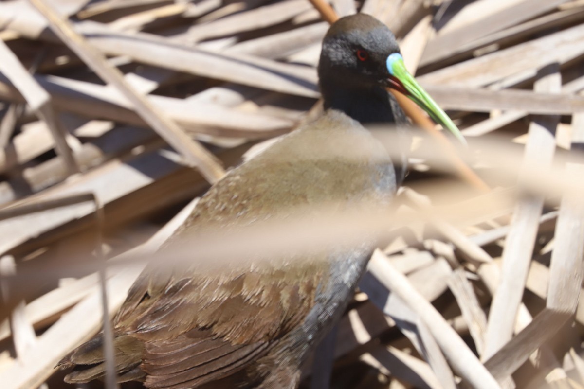 Plumbeous Rail - ML645317779