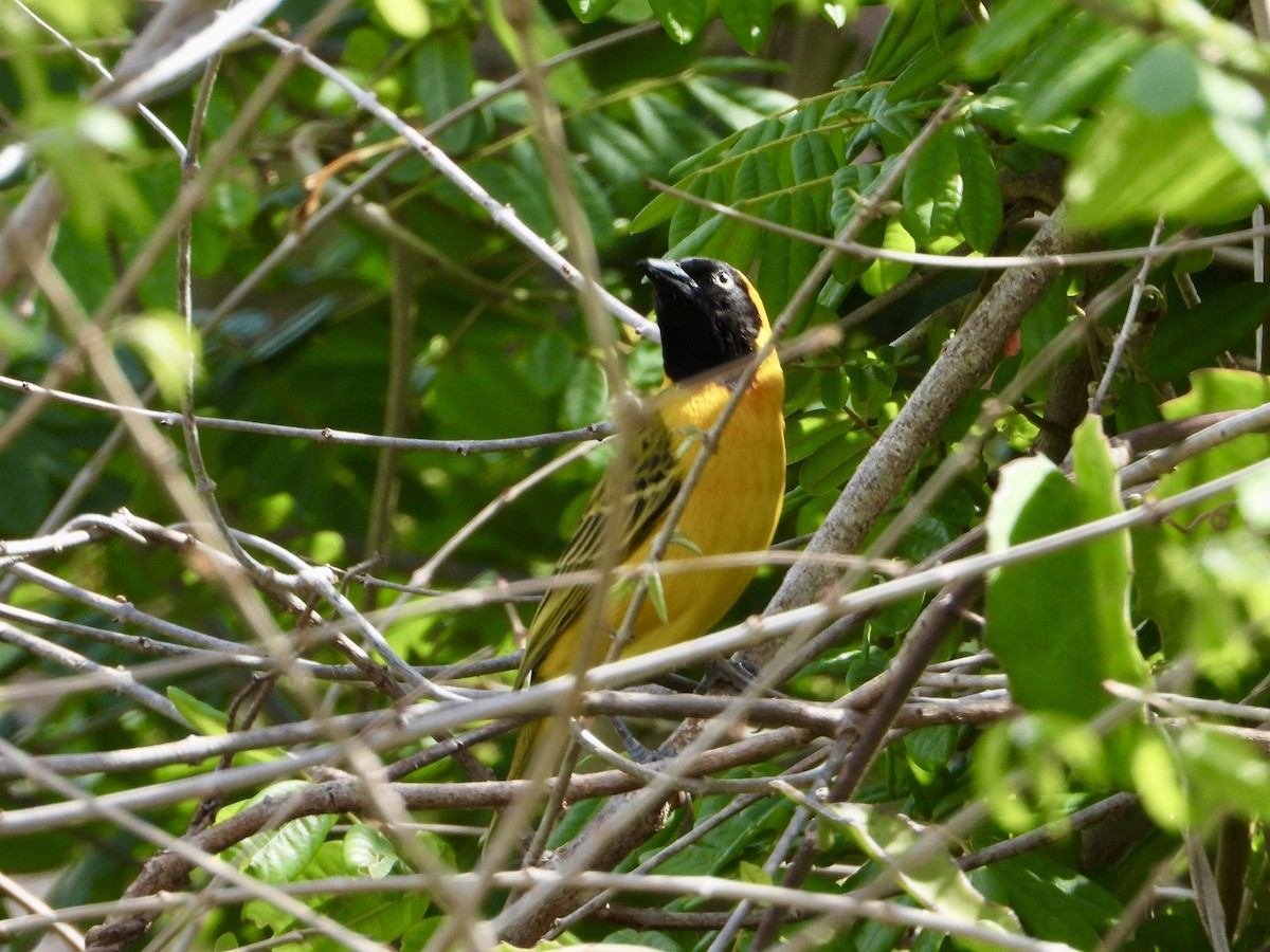 Lesser Masked-Weaver - ML645317780