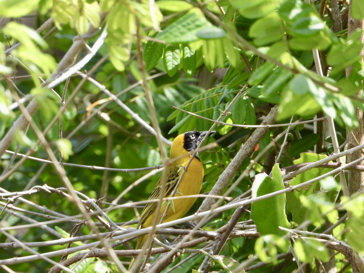 Lesser Masked-Weaver - ML645317781