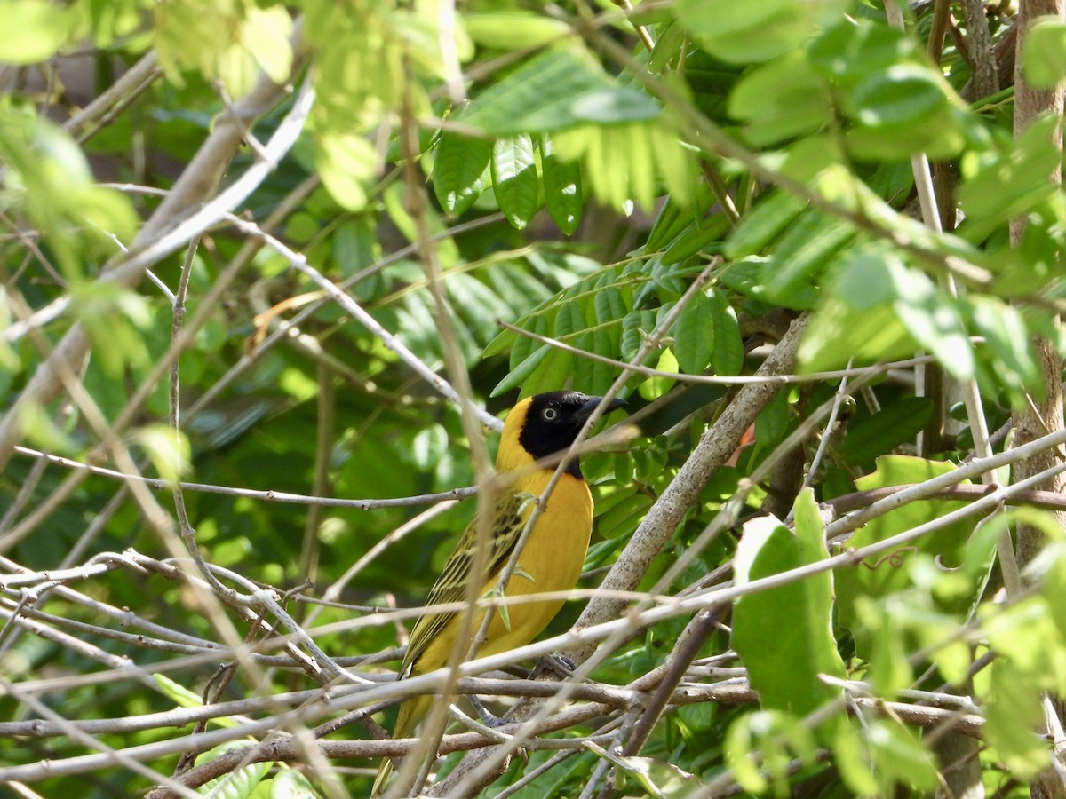 Lesser Masked-Weaver - ML645317782