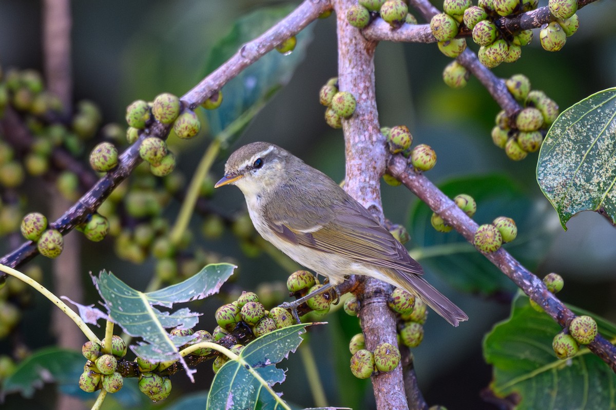 Greenish Warbler - ML645317783