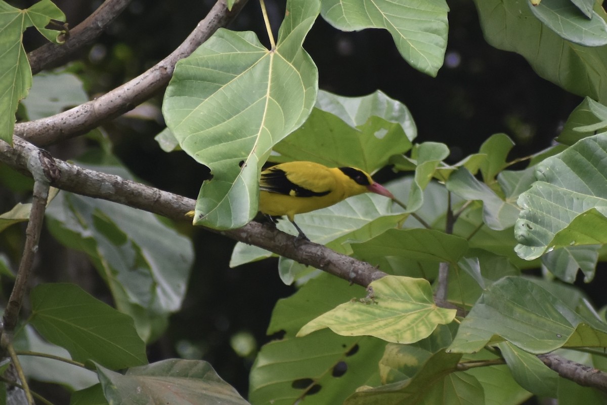 Black-naped Oriole - ML645317784