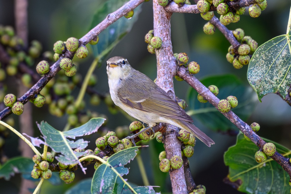 Greenish Warbler - ML645317785