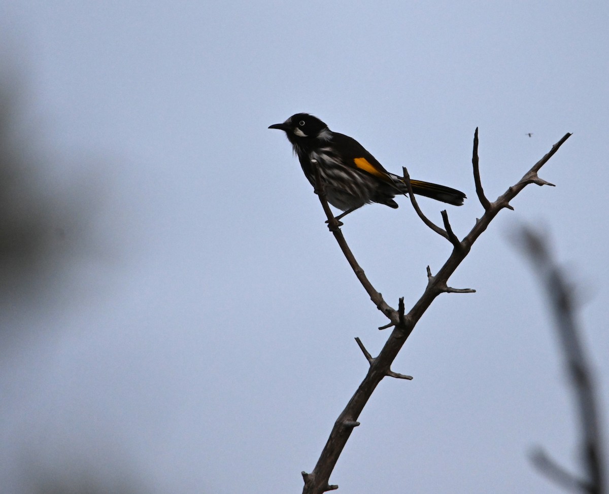 New Holland Honeyeater - ML645317786