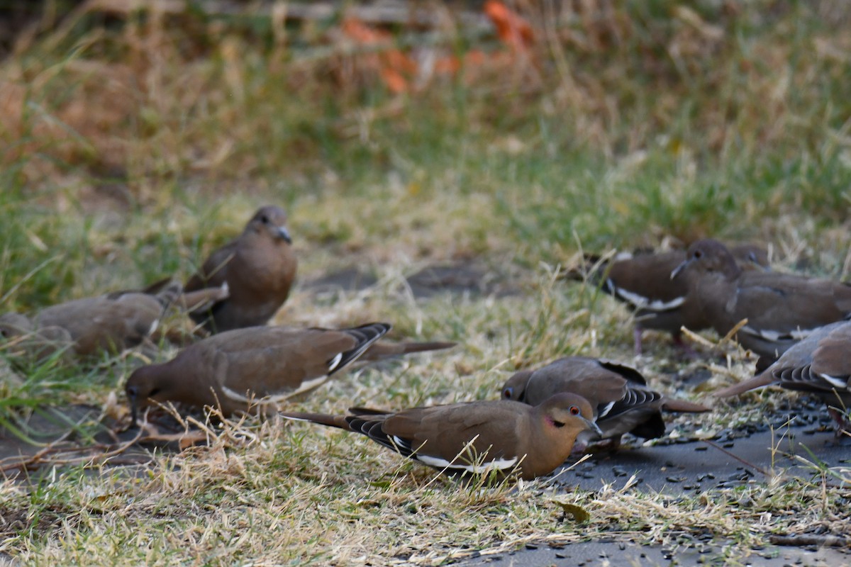 White-winged Dove - ML645317787