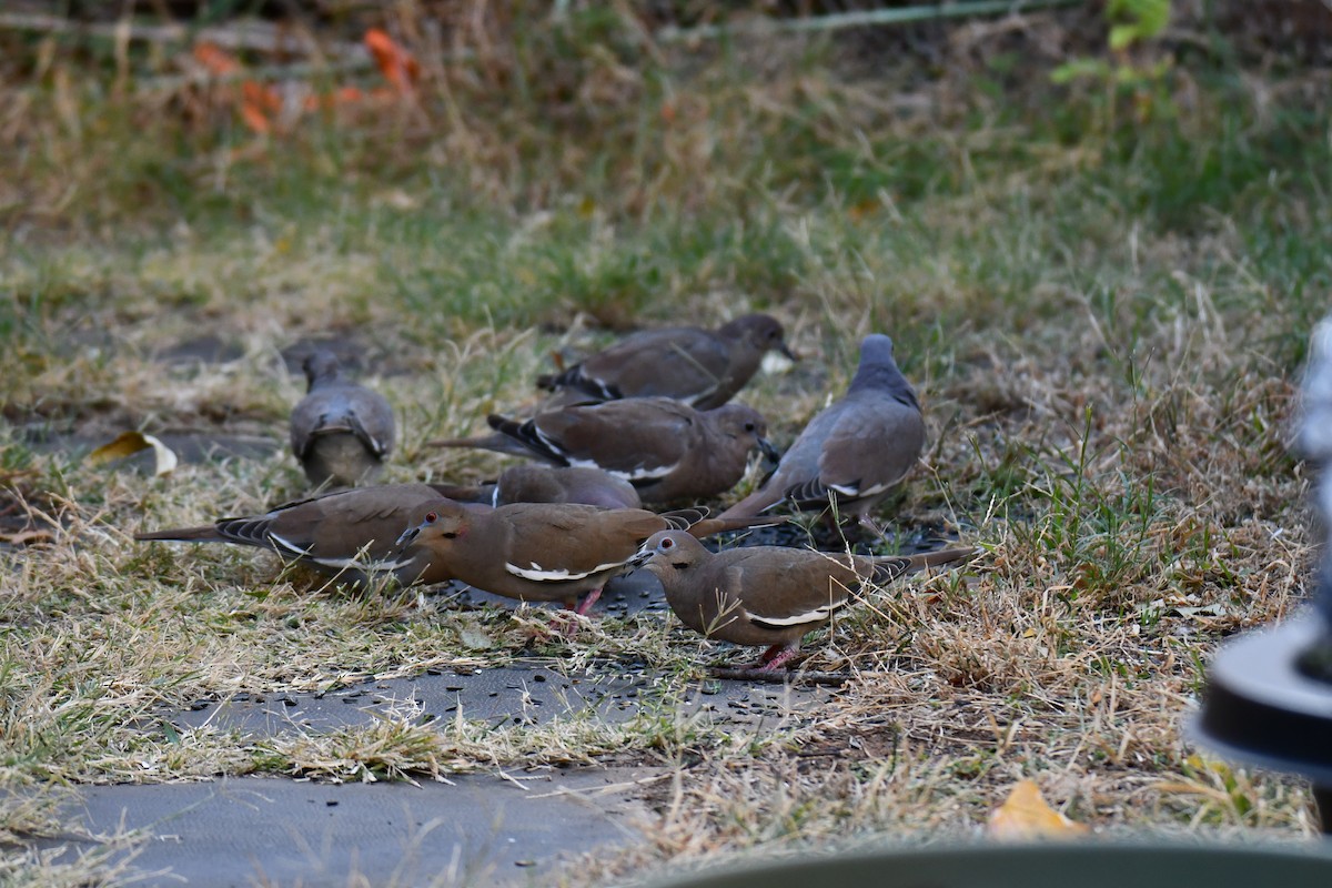 White-winged Dove - ML645317788