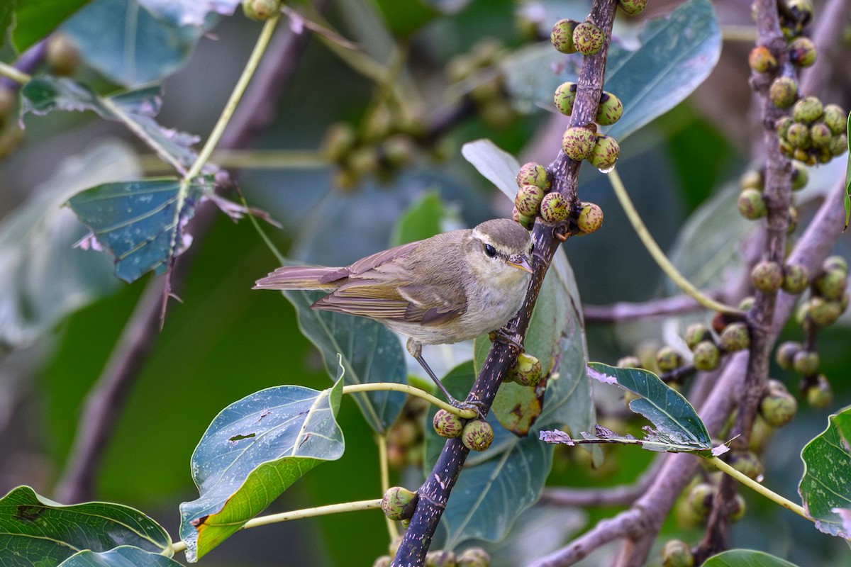 Greenish Warbler - ML645317790