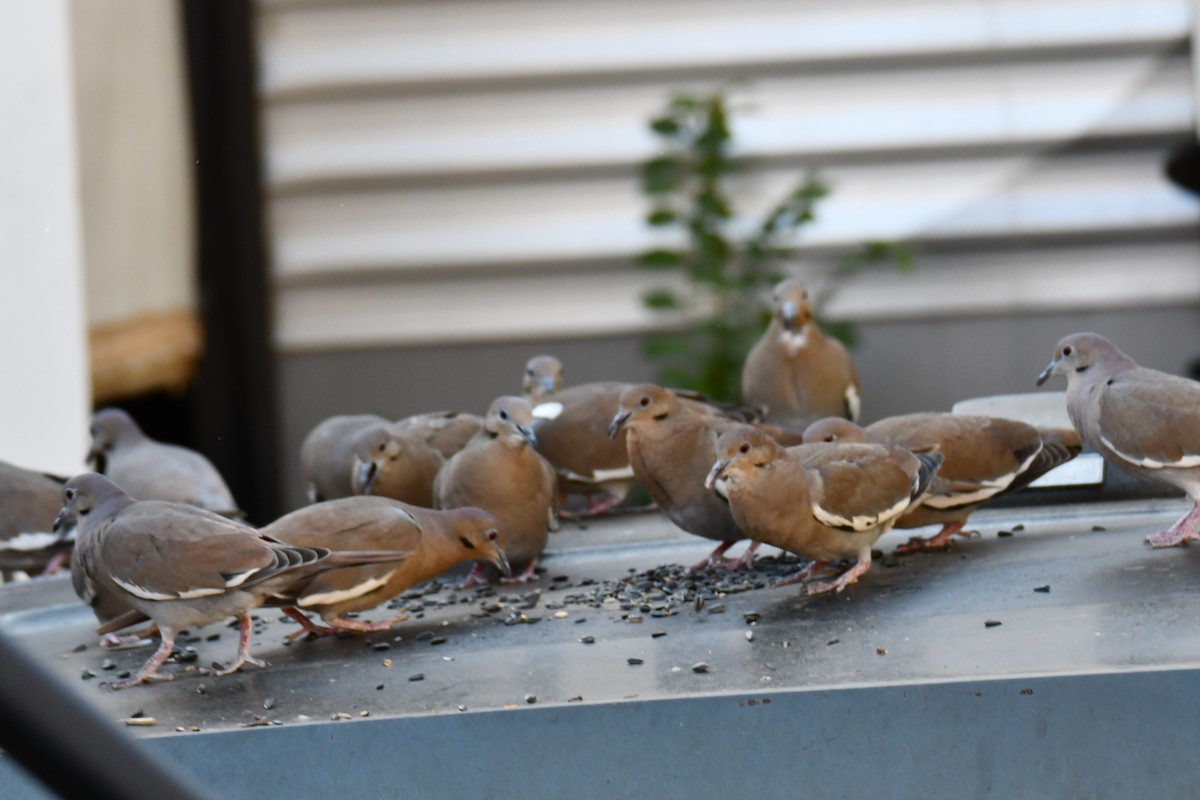 White-winged Dove - ML645317791