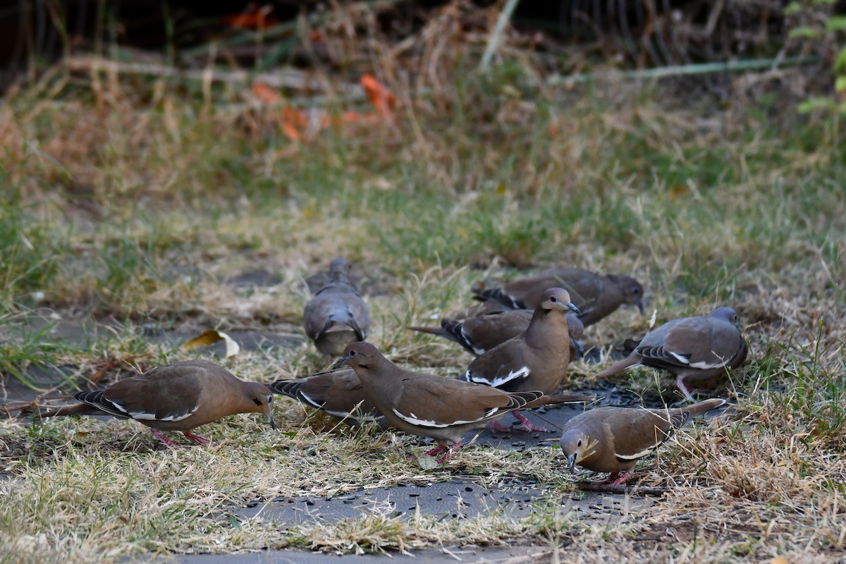 White-winged Dove - ML645317792