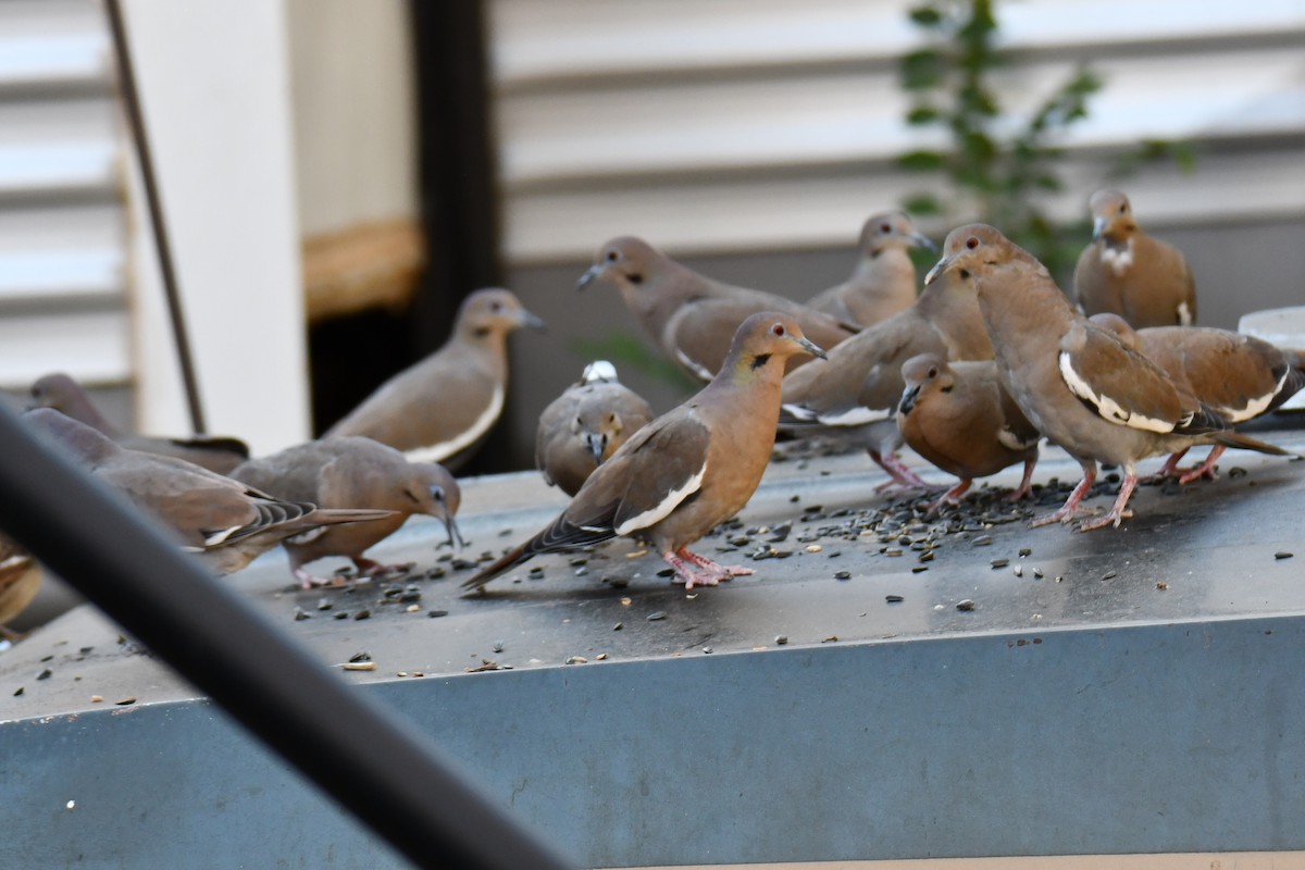 White-winged Dove - ML645317793