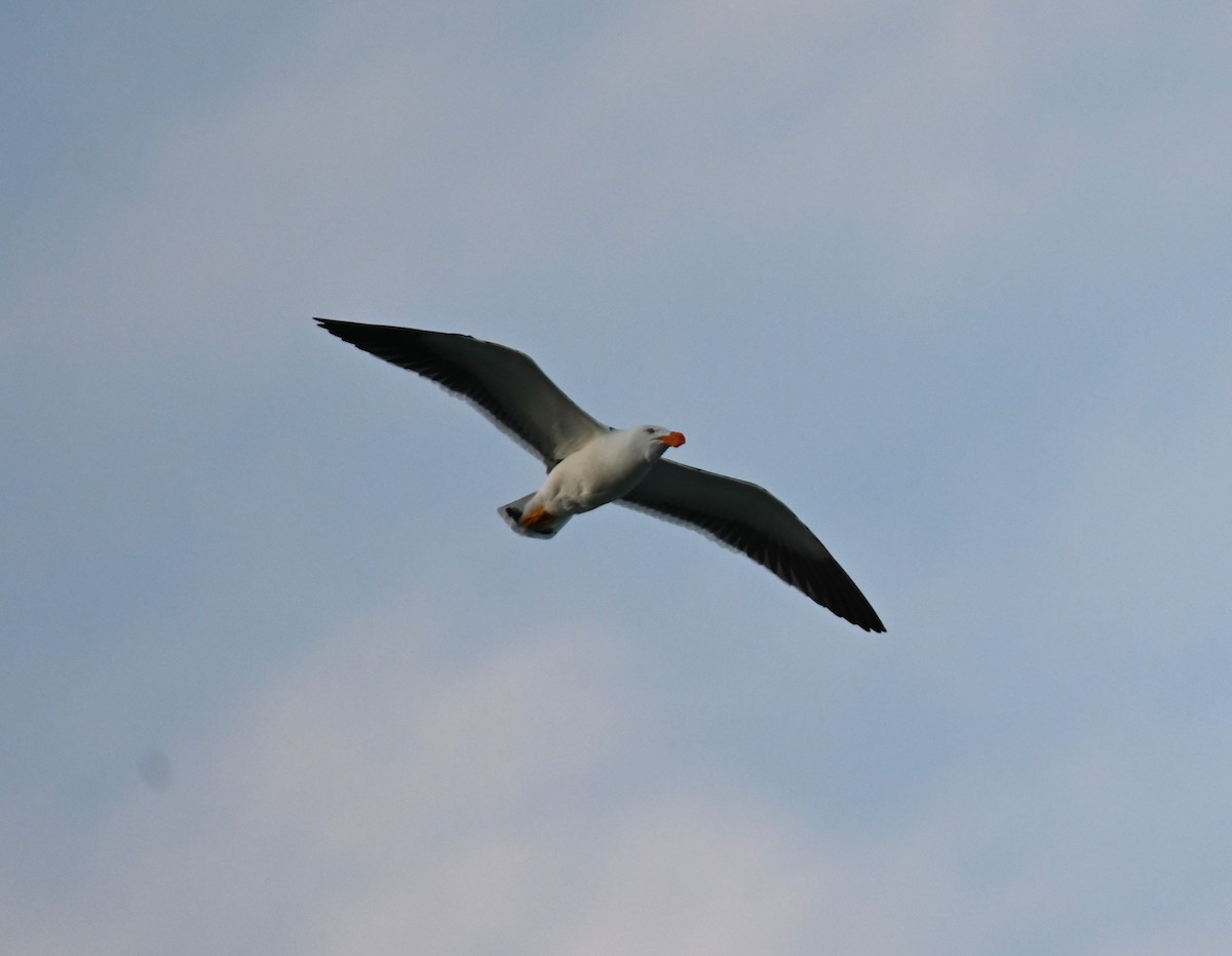Pacific Gull - ML645317794