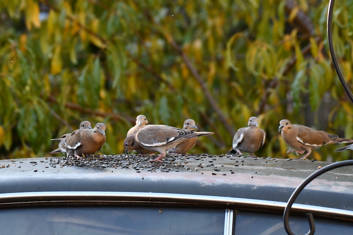 White-winged Dove - ML645317795
